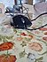 Trust  GXT 101 Optik Kablolu Oyuncu Mouse