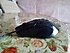 Trust  GXT 101 Optik Kablolu Oyuncu Mouse