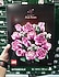Lego  10374 Botanicals Pembe Gül Buketi