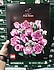 Lego  10374 Botanicals Pembe Gül Buketi