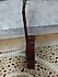 Stagg C542 Klasik Gitar