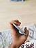 Apple  iPhone 6S Plus 32 GB