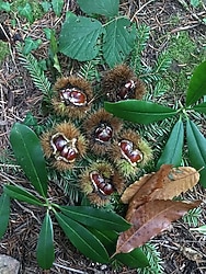 İNEBOLU KUZU KESTANESİ