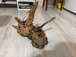 Dekoratif Yati Kökü