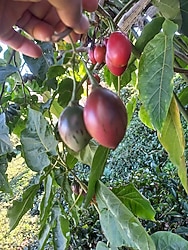 AĞAÇ DOMATESİ TAMARILLO FİDESİ