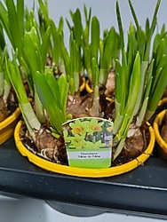 SAKSILI NERGİZ ÇİÇEK SOGANI