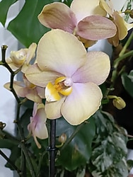 #fonda özel tür ithal çiçekli orkide