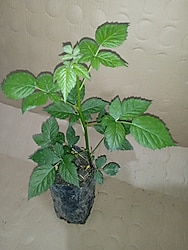 Chester Böğürtlen Fidanı Tüplü