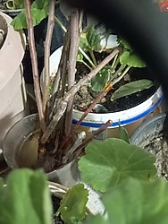 aşı kalemi meyve fidanı aşılamak bu kadar kolay