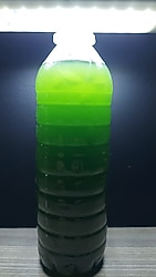 Yeşil su kültürü Chlorella yosunu