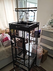 Dayang Papağan Kafesi Ayaklı 45.7X45.7X156 cm