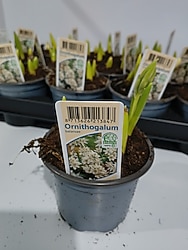 SAKSILI ÇİÇEK SOGANI