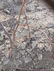 tüm meyve fidanı köklü ve tüplü olmak üzere süs bitkileri mevcut sınırlı sayıda bulunur