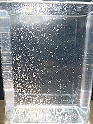 Su piresi kültürü