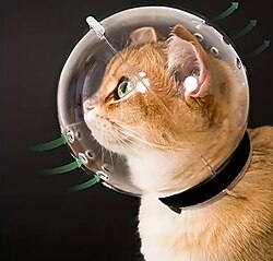 Kedi Tırnak Bakımı