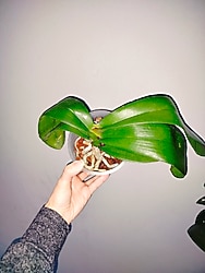 ORKİDE KÖK BİTKİSİ