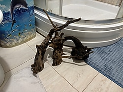 Dekoratif Yati Kökü