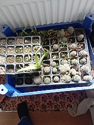 güvercin gübresi yanmış 9 kilosu