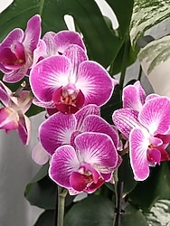 canlı çiçekli orkide 2dallı özel tür ithal asyalı